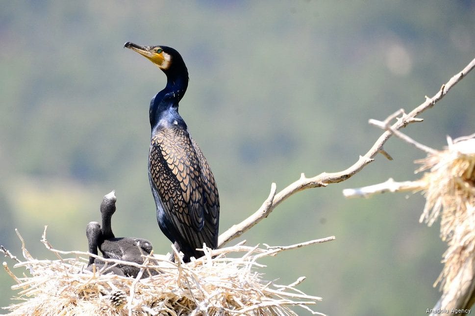 Black cormorants are seen at their nests around Adiguzel Dam located in Ulugbey district of Usak province, Turkey on 9 May, 2019 [Soner Kılınç/Anadolu Agency]