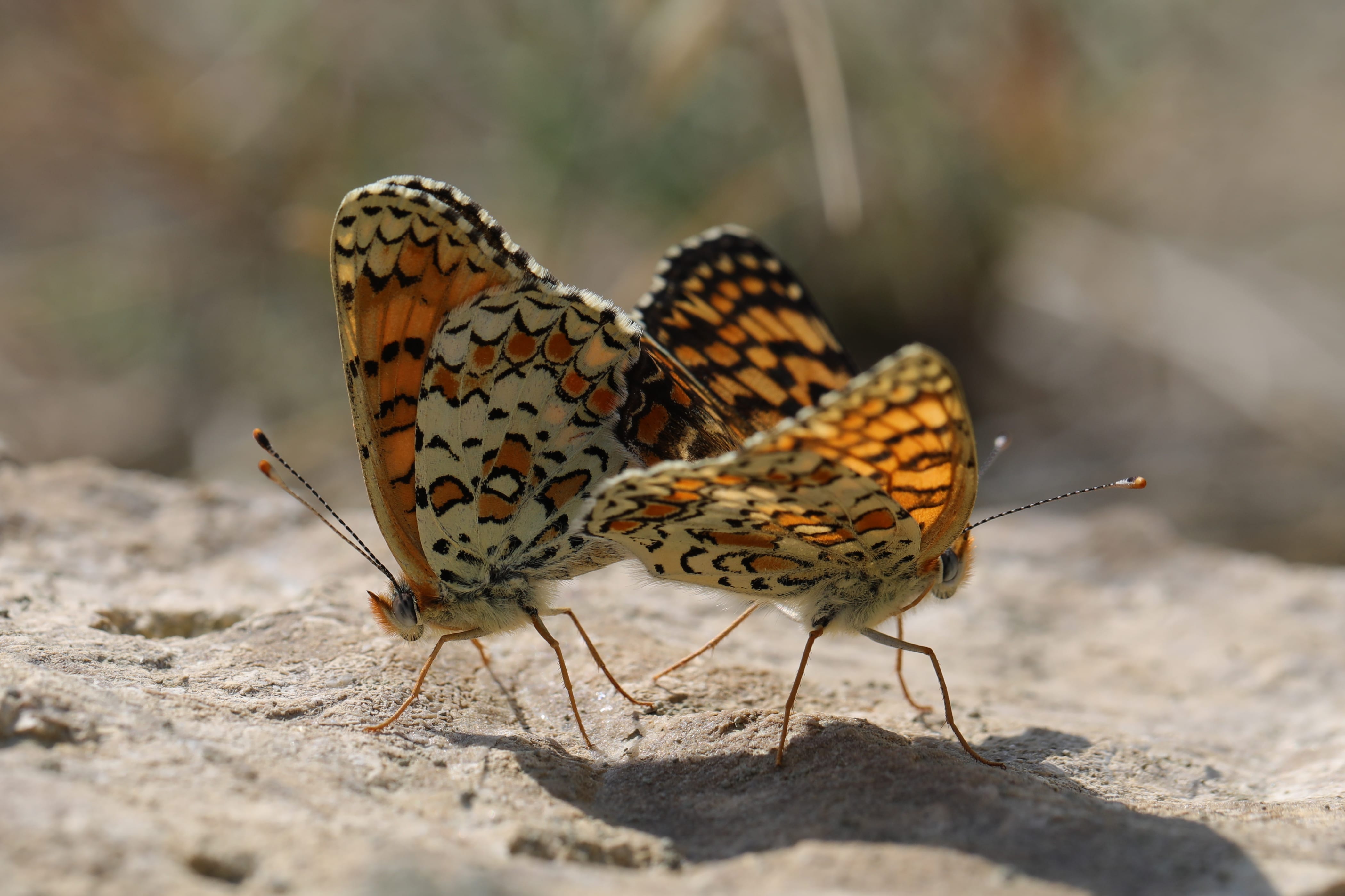 Butterflies flutter by in Turkey – Middle East Monitor
