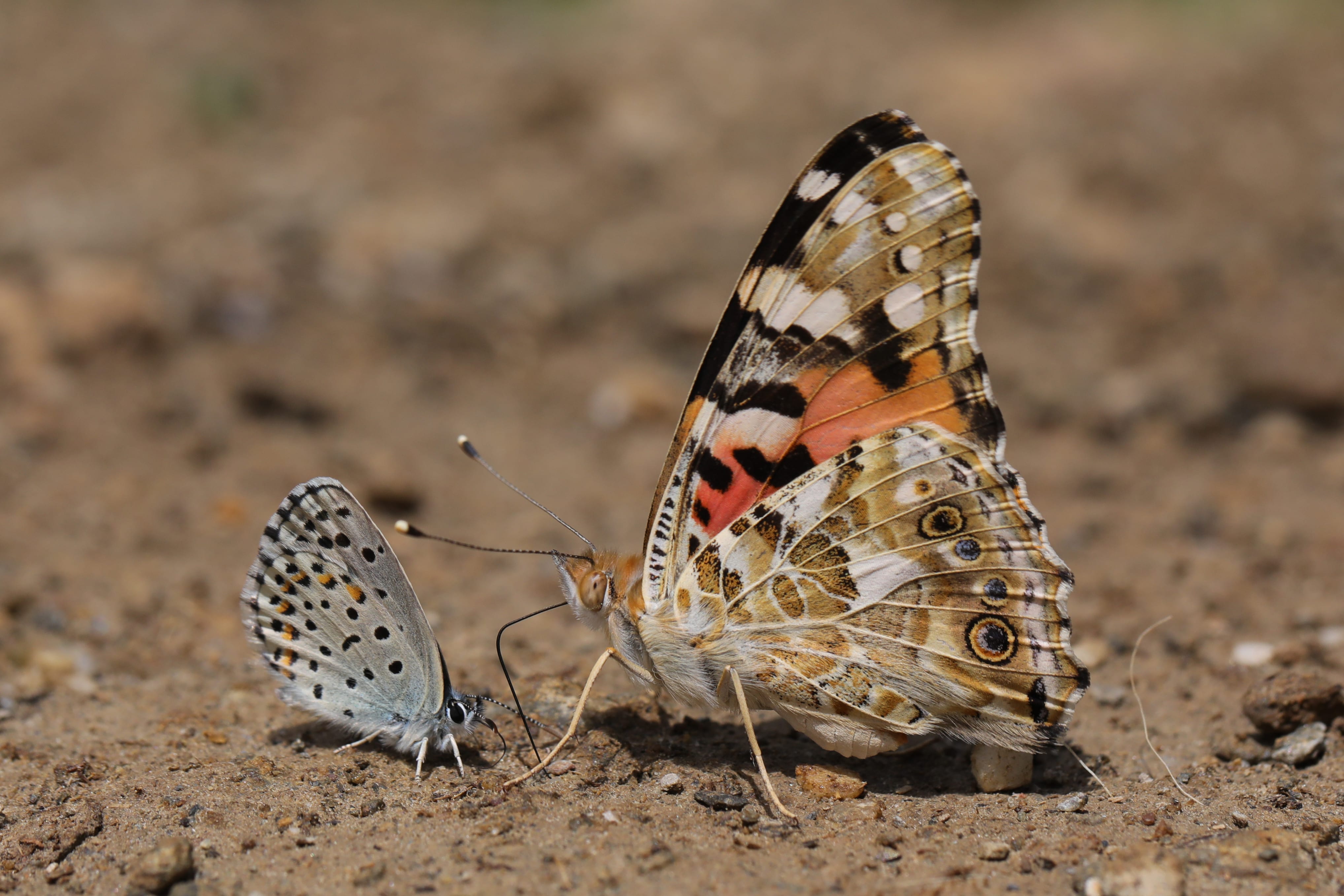 Butterflies flutter by in Turkey – Middle East Monitor