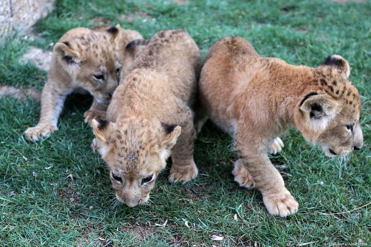 gaza-welcomes-3-lion-cubs-middle-east-monitor