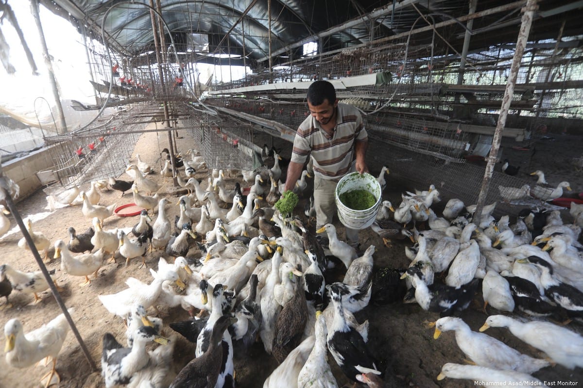 A Palestinian farmer successfully created Azolla ferns which enables him feed his animals without paying the high prices for imported fodder