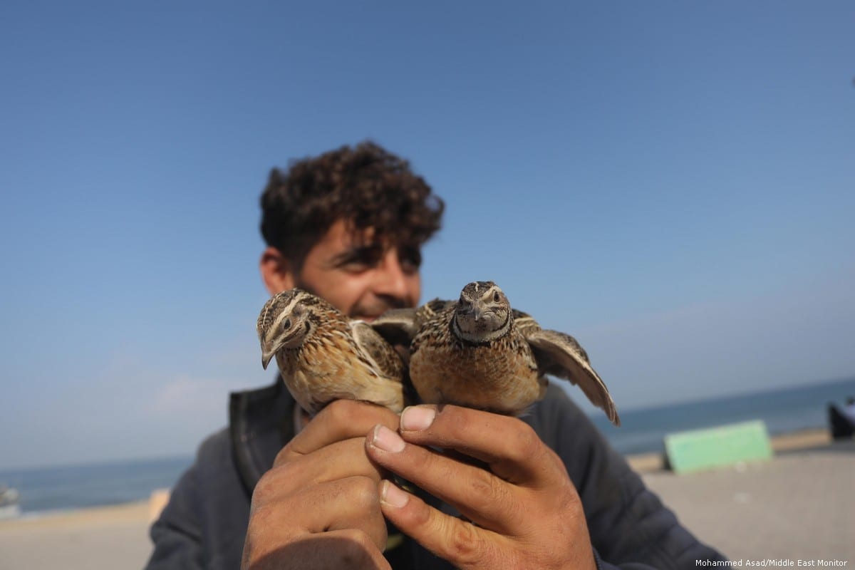 A Palestinian man can be seen with birds he helped free from a netted fence in Gaza on 18 September 2019 [Mohammed Asad/Middle East Monitor]