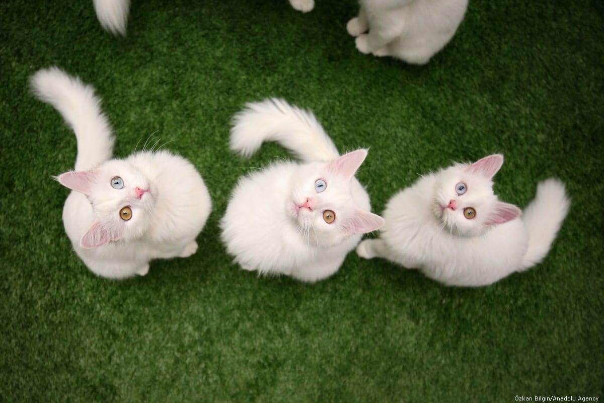 Turkey holds cat beauty pageant – Middle East Monitor