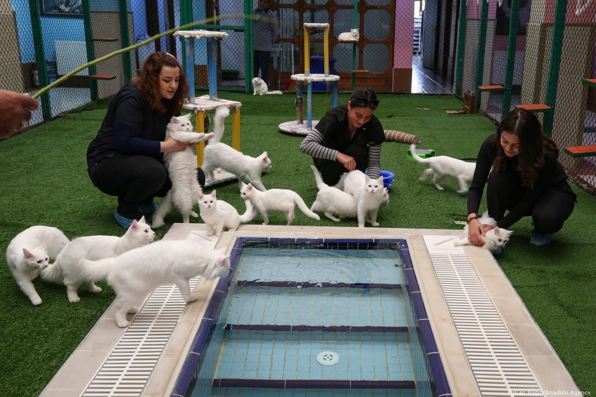 Turkey holds cat beauty pageant – Middle East Monitor