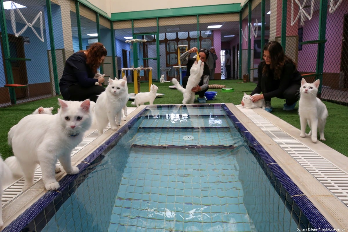 Turkey holds cat beauty pageant – Middle East Monitor