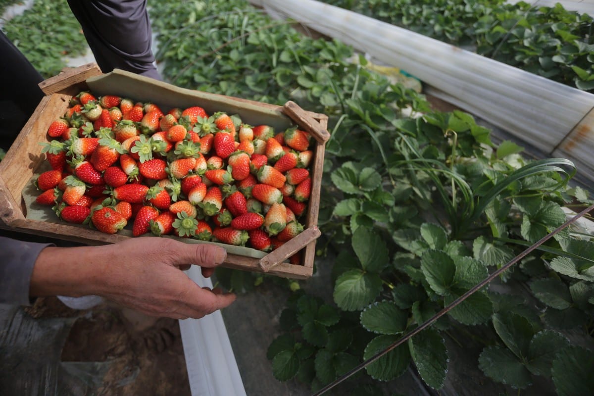 gaza-s-strawberry-harvest-gets-underway-middle-east-monitor