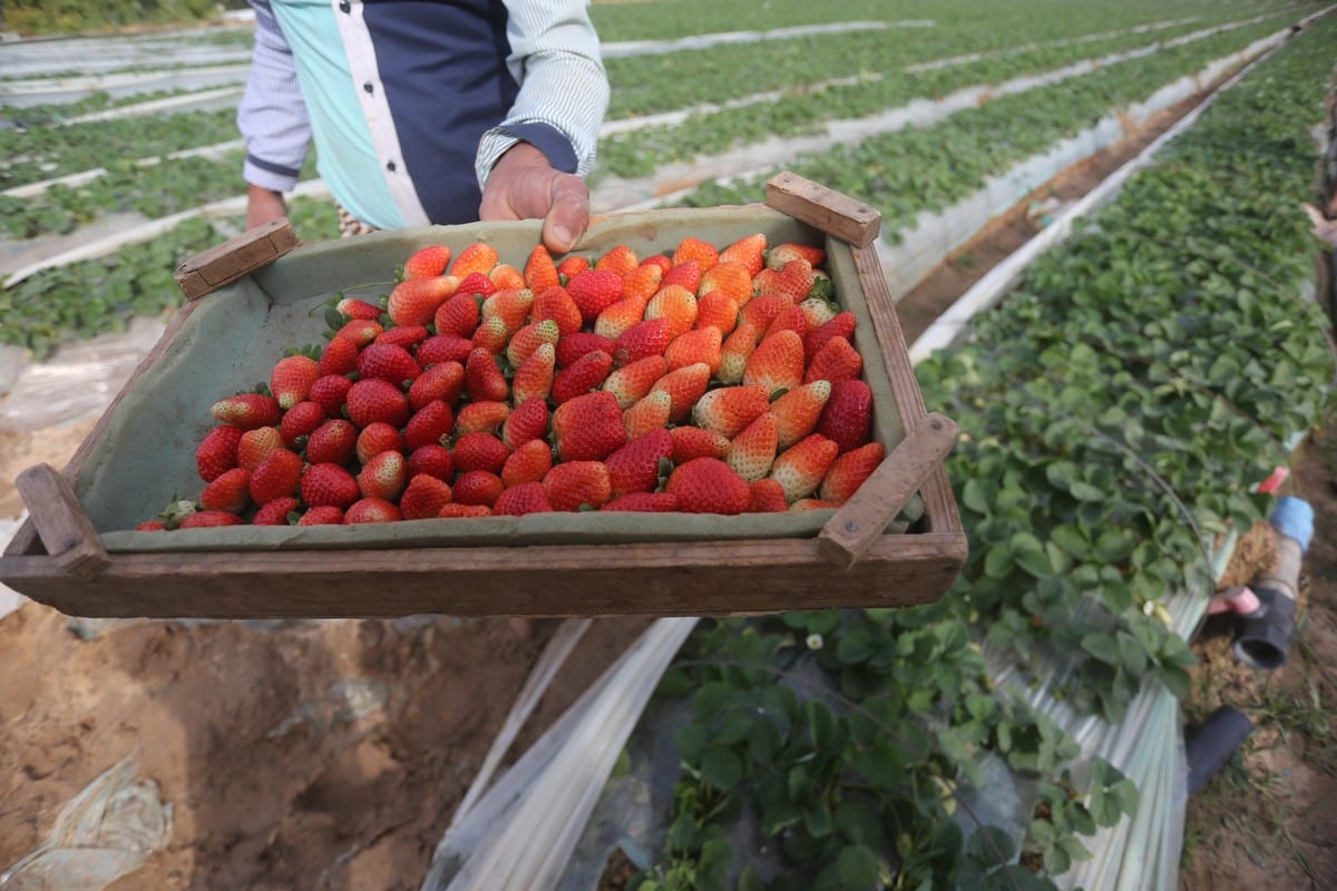 gaza-s-strawberry-harvest-gets-underway-middle-east-monitor