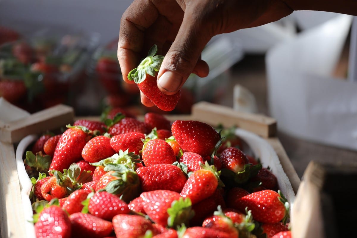 Freshly picked strawberries in Gaza on 16 December 2019