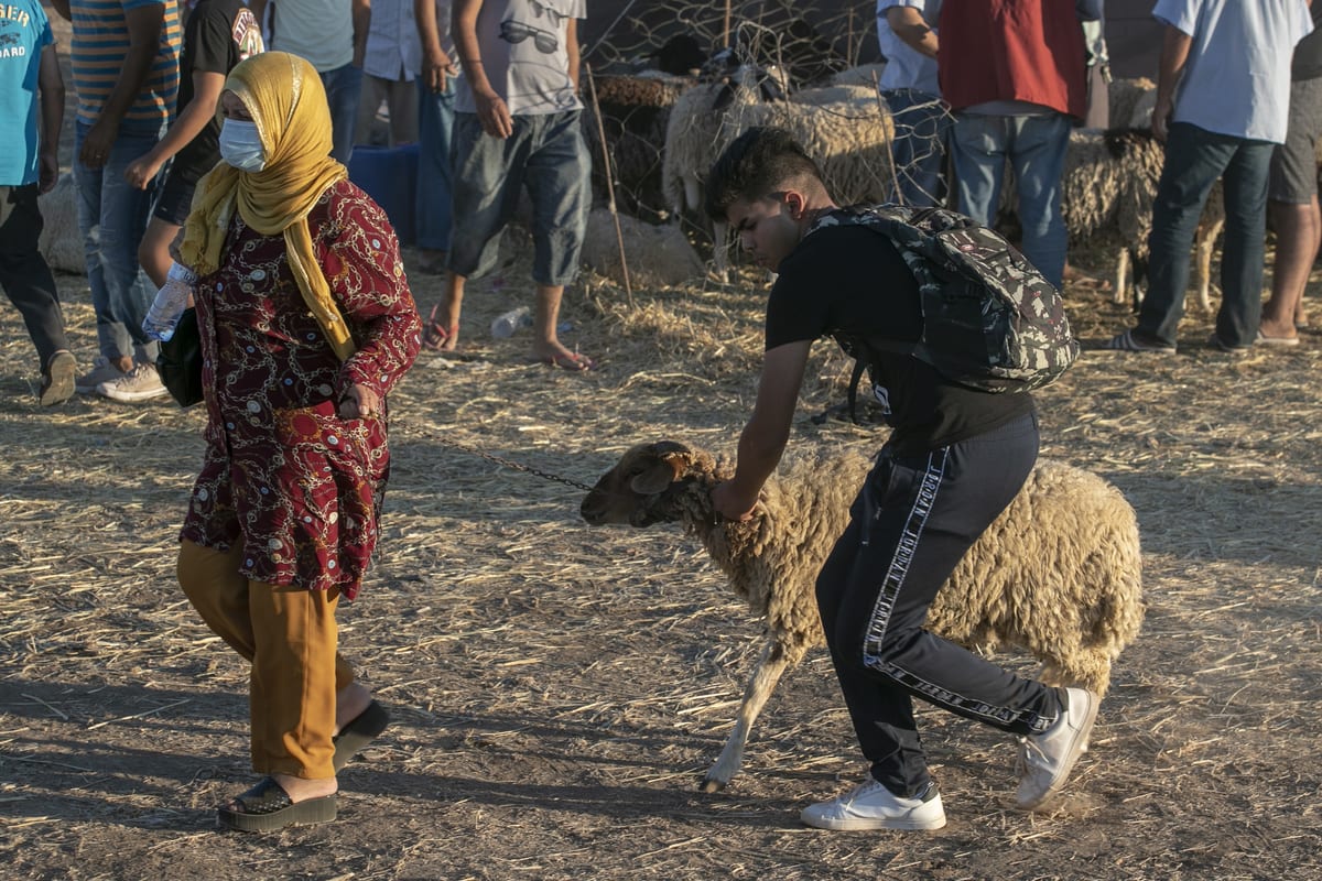 Eid alAdha preparations in Tunisia Middle East Monitor