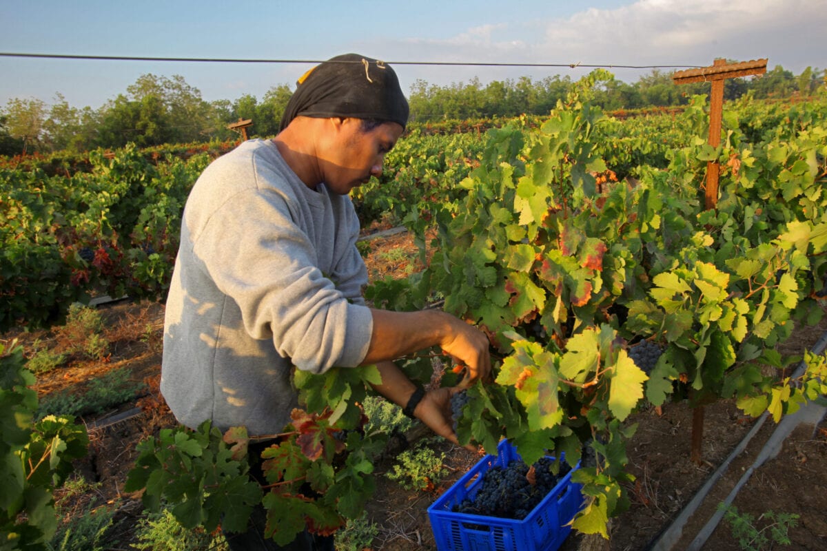 A Thai agricultural worker harvests grapes at a vineyard for Momo Shmilovich's Neve Yarak Winery, Israel on August 22, 2018 [David Silverman/Getty Images]