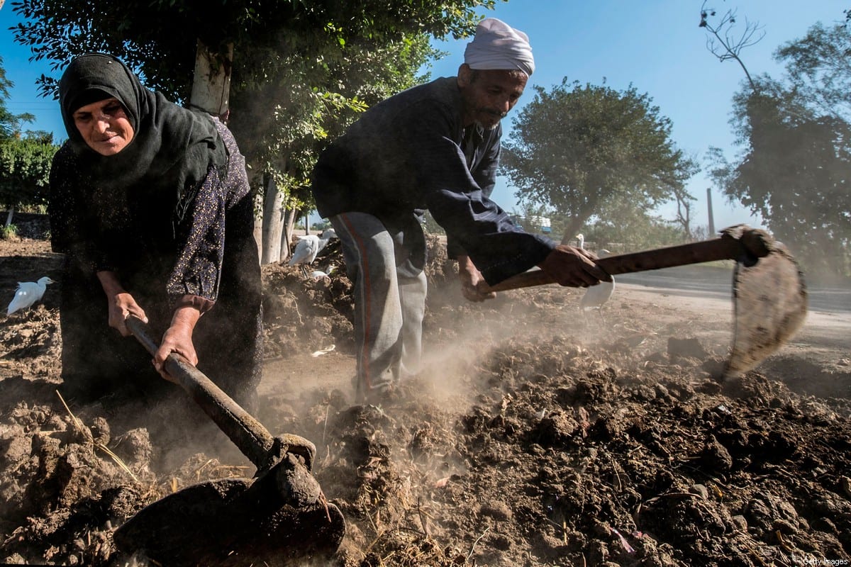 Middle-aged Egyptian farmers Zannuba Mohammed and her husband Karam Shaaban work in their farm [KHALED DESOUKI/AFP via Getty Images]