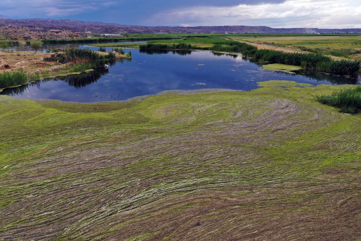 Mossiness on wetlands at Mount Ararat National Park Middle East Monitor