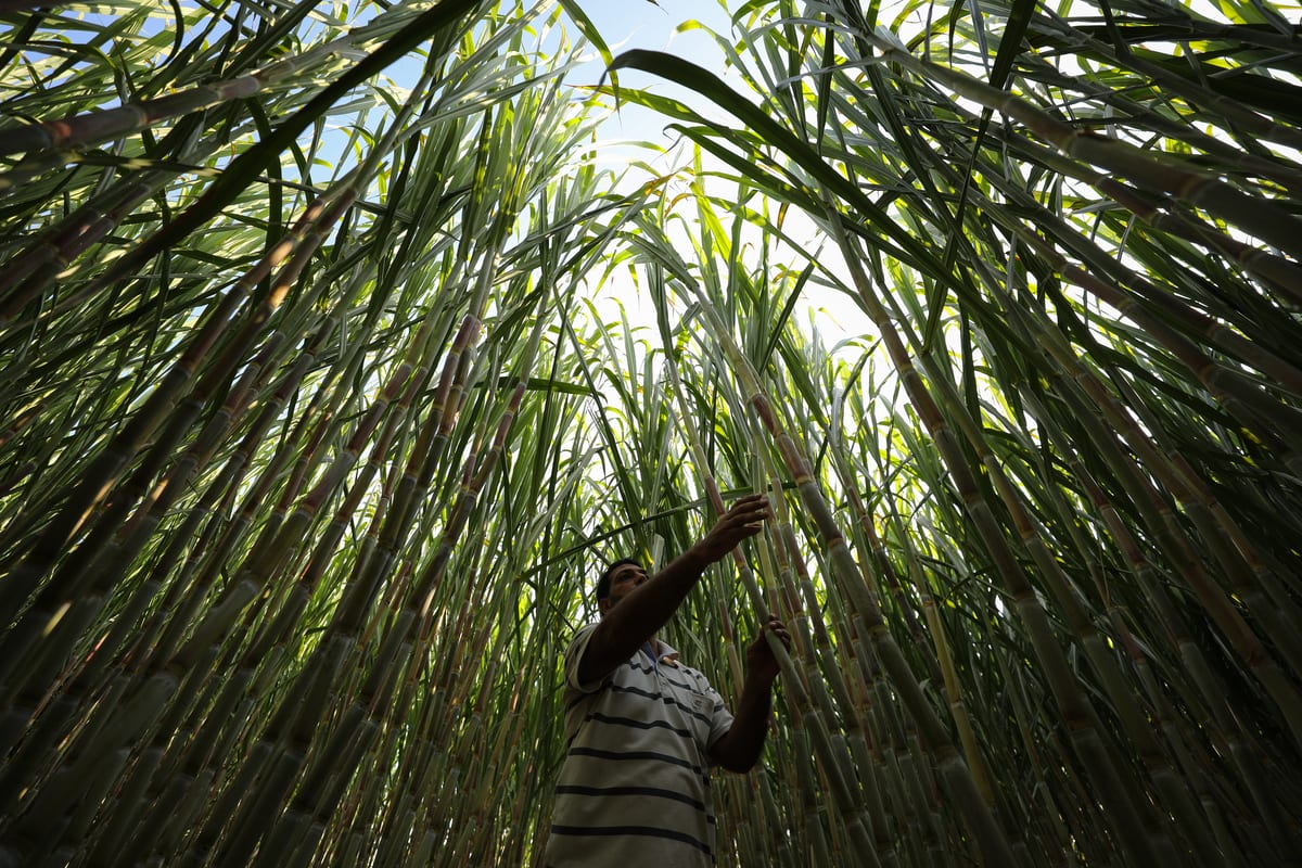 sugar-cane-producing-in-gaza-middle-east-monitor
