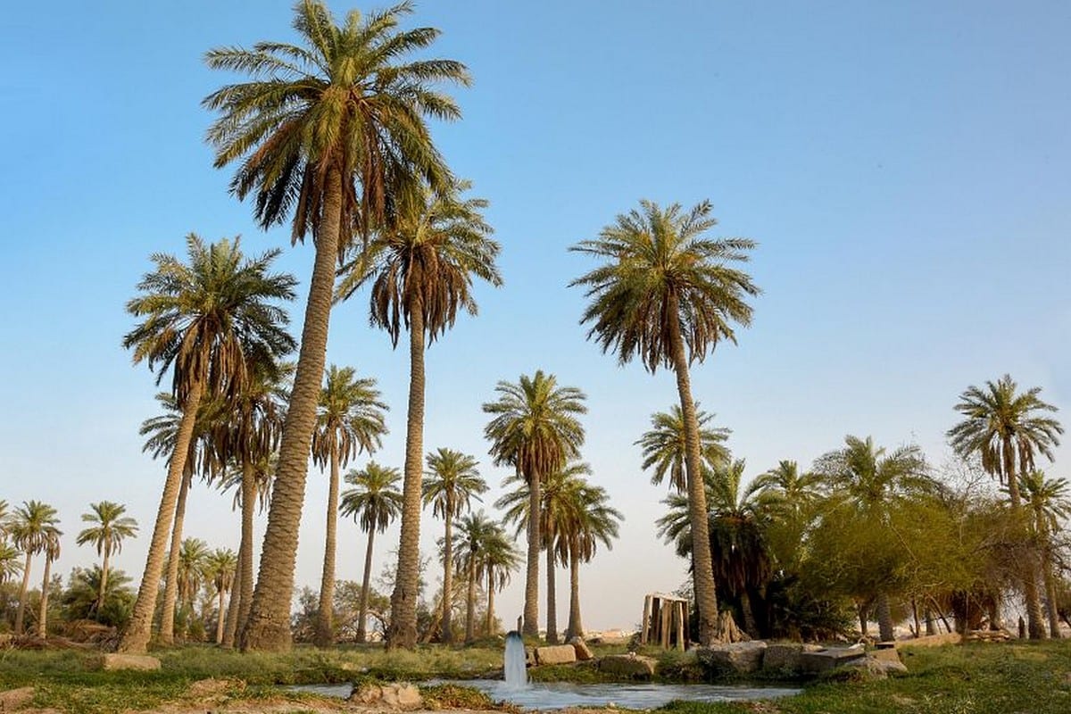 Saudi Arabia Al-Ahsa Oasis added to Guinness World Records – Middle East  Monitor
