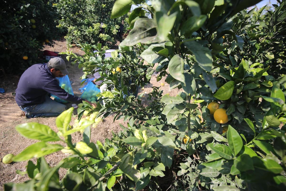 harvest citrus