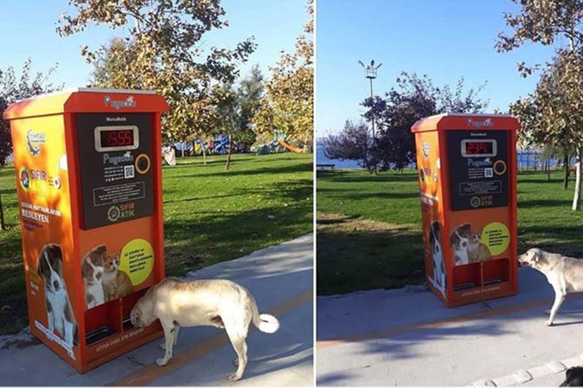 An automatic food machine will help feed stray animals in the country while also collecting recyclable material in Turkey on 3 November 2020 [anadoluajansi]