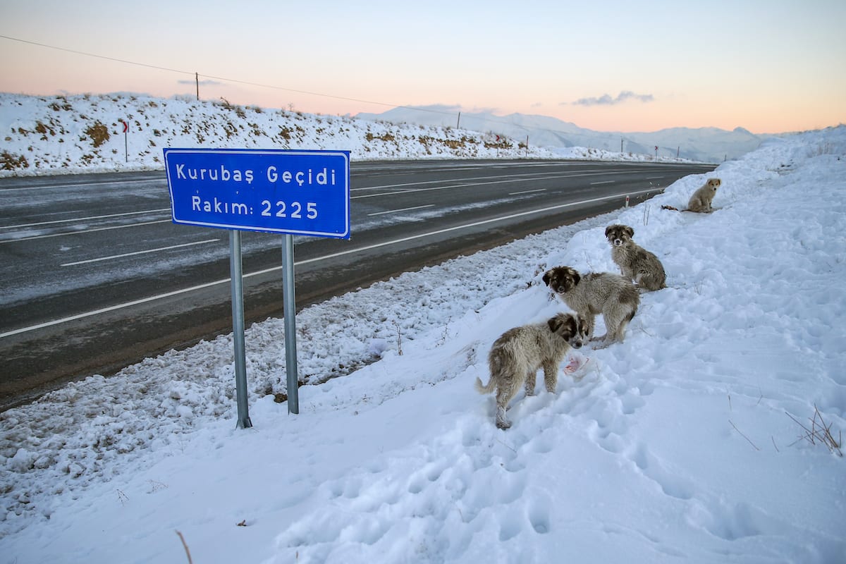 Turkey 4 Stray Puppies Rescued As Snowfall Increases Middle East Monitor turkey-4-stray-puppies-rescued-as-snowfall-increases-middle-east-monitor