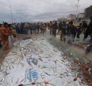 Palestinian fishermen in Gaza find an abundance of fish following days of high winds and rough seas grounded them, on 19 February 2021 [Mohammed Asad/Middle East Monitor]