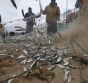 Palestinian fishermen in Gaza find an abundance of fish following days of high winds and rough seas grounded them, on 19 February 2021 [Mohammed Asad/Middle East Monitor]