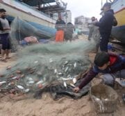 Palestinian fishermen in Gaza find an abundance of fish following days of high winds and rough seas grounded them, on 19 February 2021 [Mohammed Asad/Middle East Monitor]