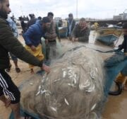 Palestinian fishermen in Gaza find an abundance of fish following days of high winds and rough seas grounded them, on 19 February 2021 [Mohammed Asad/Middle East Monitor]