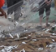 Palestinian fishermen in Gaza find an abundance of fish following days of high winds and rough seas grounded them, on 19 February 2021 [Mohammed Asad/Middle East Monitor]