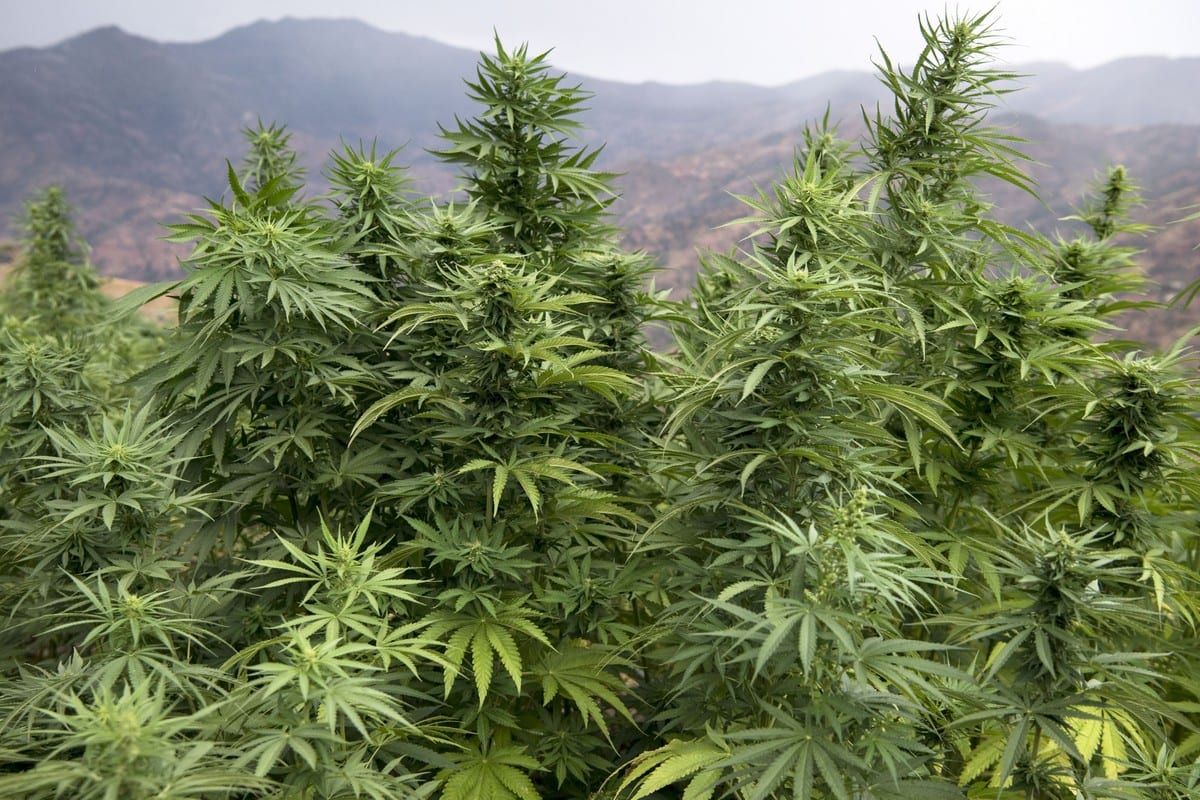 Cannabis plants are pictured in a field near the town of Ketama in Morocco on September 2019 [FADEL SENNA/AFP/Getty Images]