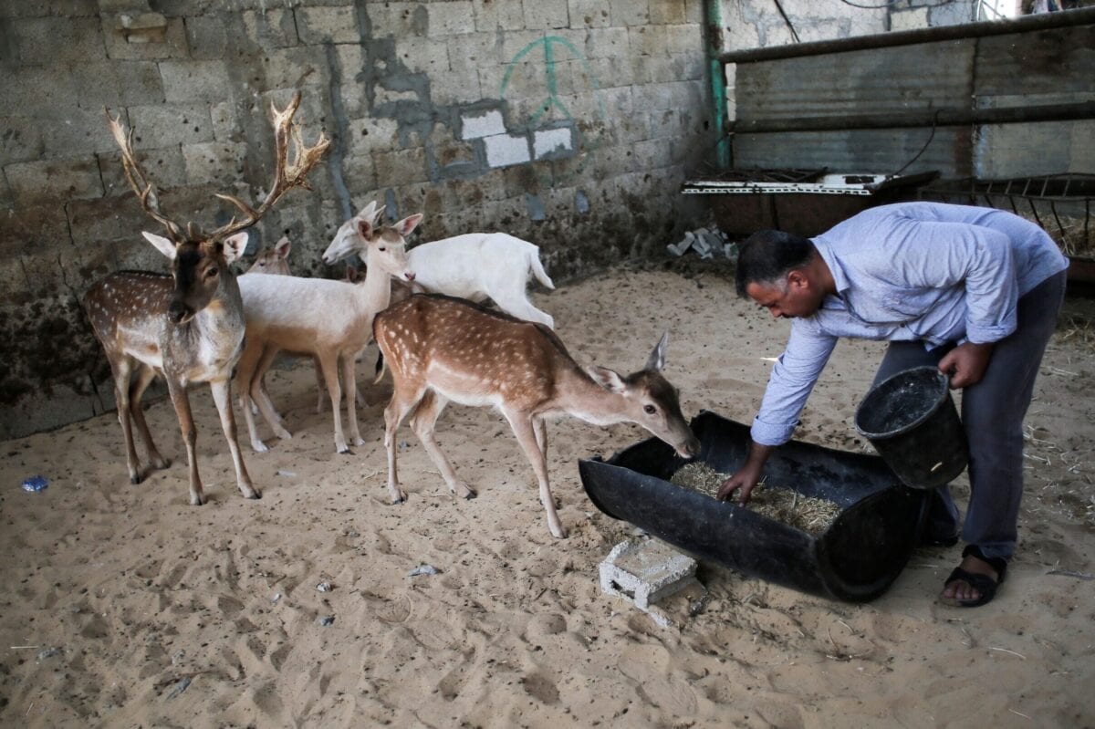 Palestinian Majid Sharab feeds his deer on October 2, 2016 in Khan Yunis in the southern Gaza Strip [SAID KHATIB/AFP via Getty Images]