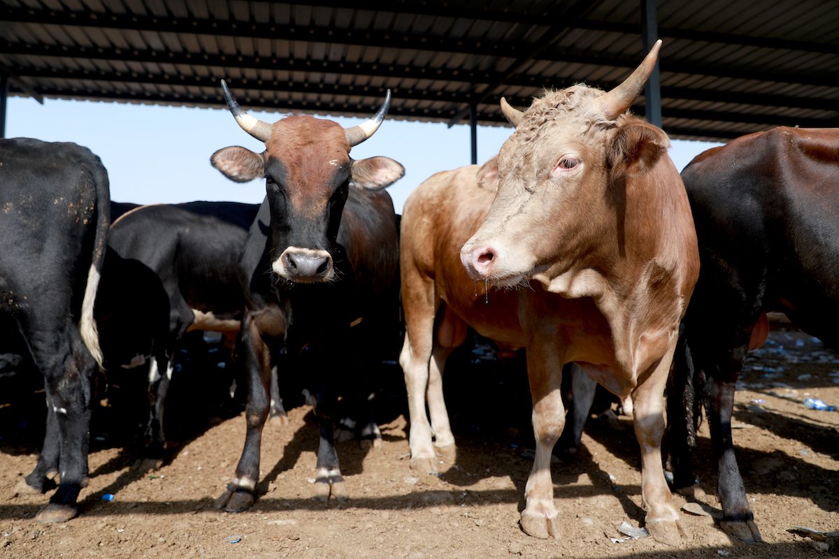 Iraq Cows ERBIL, IRAQ – JULY 19: A view of a livestock market ahead of Eid al ...