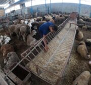 Palestinians prepare animals for slaughter for Eid Al-Adha in Gaza, 15 July 2021 [Mohammed Asad/Middle East Monitor]