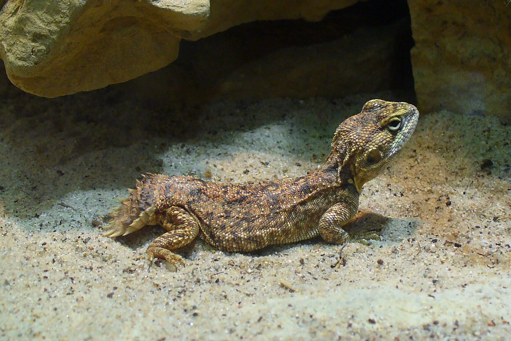 Shield-tailed agama [Wikicommons]