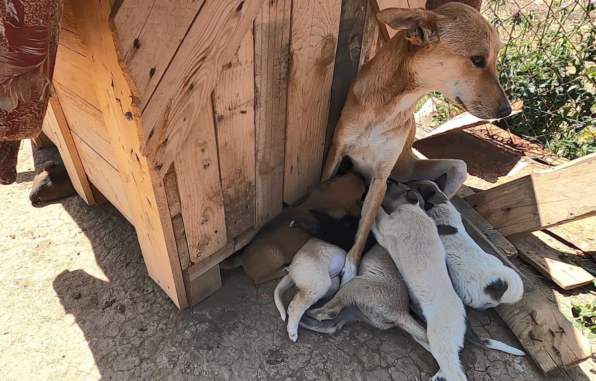 Rehabilitating Gaza’s stray dogs – Middle East Monitor