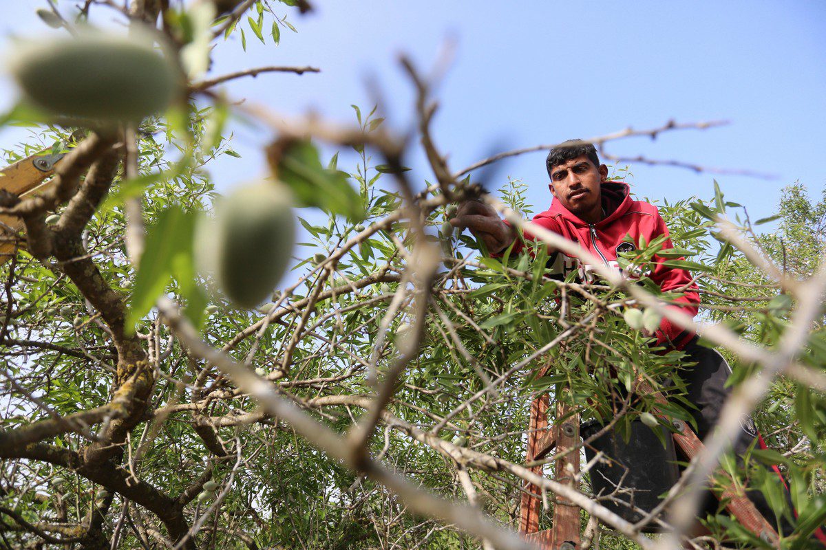 A Palestinian farmer harvest almonds on 14 March 2021 [Ashraf Amra/ApaImages]