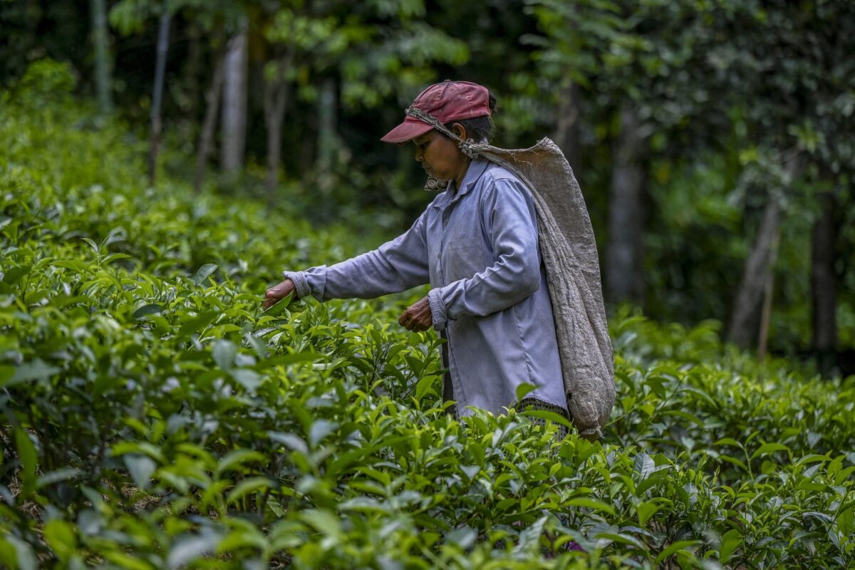 SRI LANKA-AGRICULTURE-FERTILISER-TEA-ORGANIC-FOOD