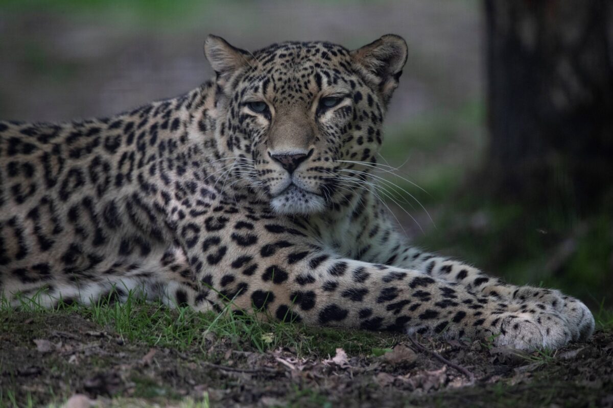 A Persian Leopard or Caucasian leopard sits in its pen on May 23, 2019, in the "Parc des Felins" zoological park, in Lumigny-Nesle-Ormeaux, east of Paris. (Photo by Thomas SAMSON / AFP) (Photo by THOMAS SAMSON/AFP via Getty Images)