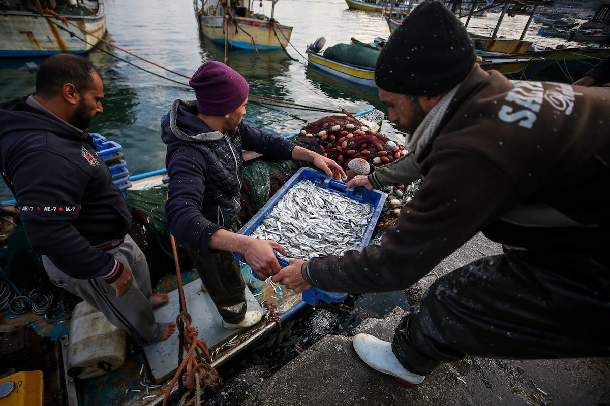 Palestinian fishermen unload their catch at the seaport of Gaza City, Gaza on February 16, 2022. [Ali Jadallah - Anadolu Agency]