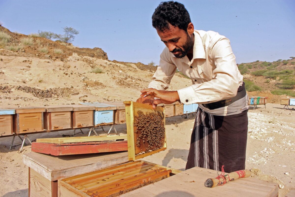 A Yemeni beekeeper checks a honeycomb from a beehive at his apiary in the country's northern Hajjah province on November 10, 2019 [ESSA AHMED/AFP via Getty Images]