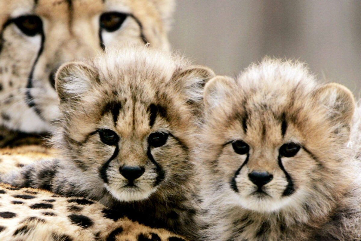 Cheetah cubs, born November 23, 2004 [Win McNamee/Getty Images]