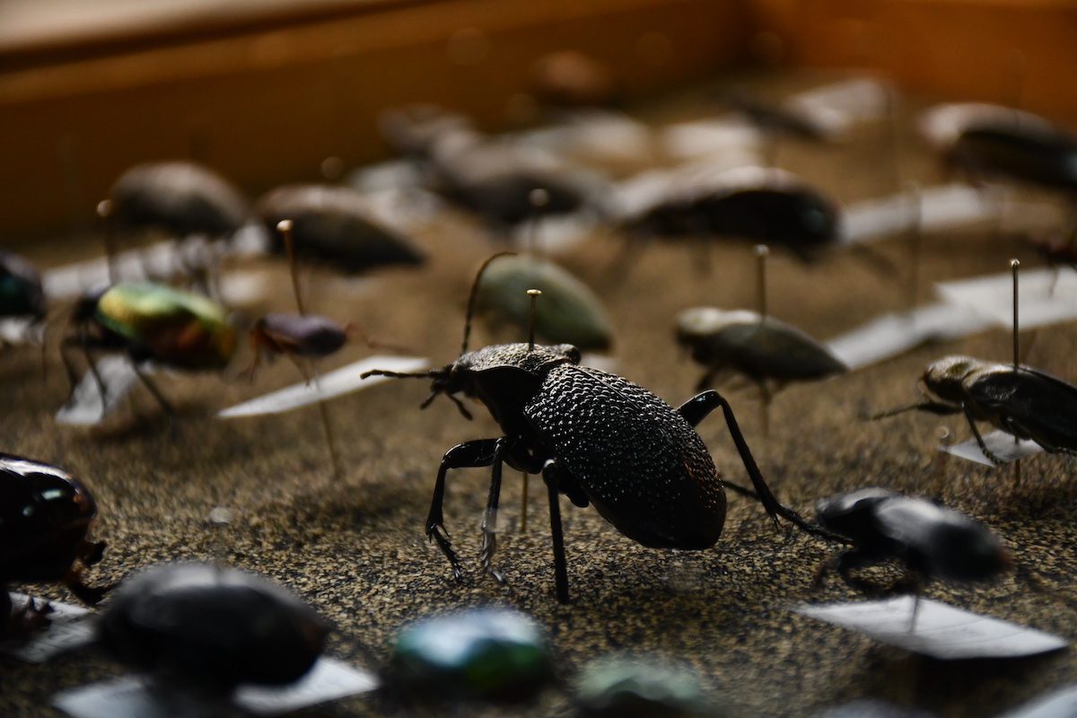 Viewing Ifas Insect Collection “Insect lover” professor plans to exhibit his 4,000 species collection ...