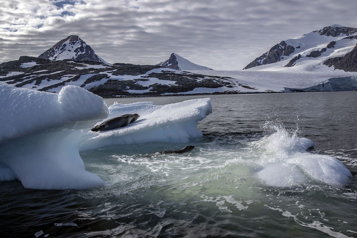 ANTARCTICA - FEBRUARY 27: Seals are seen on floes off Horseshoe Island as the floes melt due to global climate change in Antarctica on February 27, 2022. Turkish scientists, within the scope of the 6th National Antarctic Science Expedition, monitored the global climate change and followed the glaciers that provide the heat balance of the world and decrease every year. ( Şebnem Coşkun - Anadolu Agency )