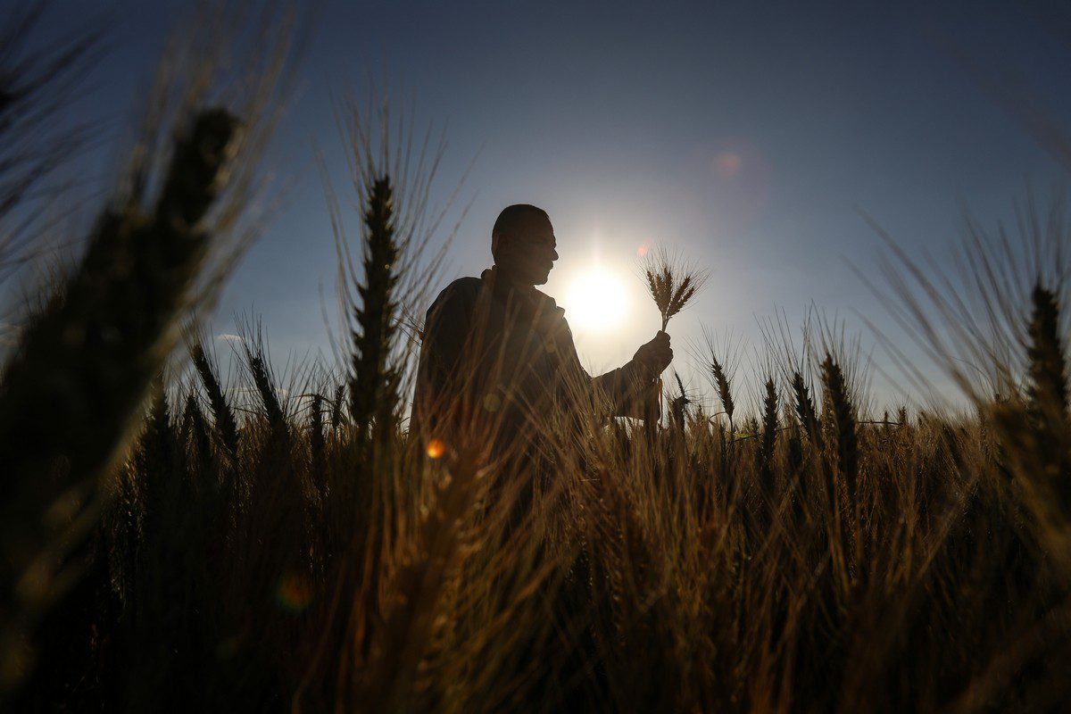 Farmers inspect the wheat plants during their production process in Nile Delta province of al-Minufiyah, Egypt on 25 March 2022. [Stringer - Anadolu Agency]