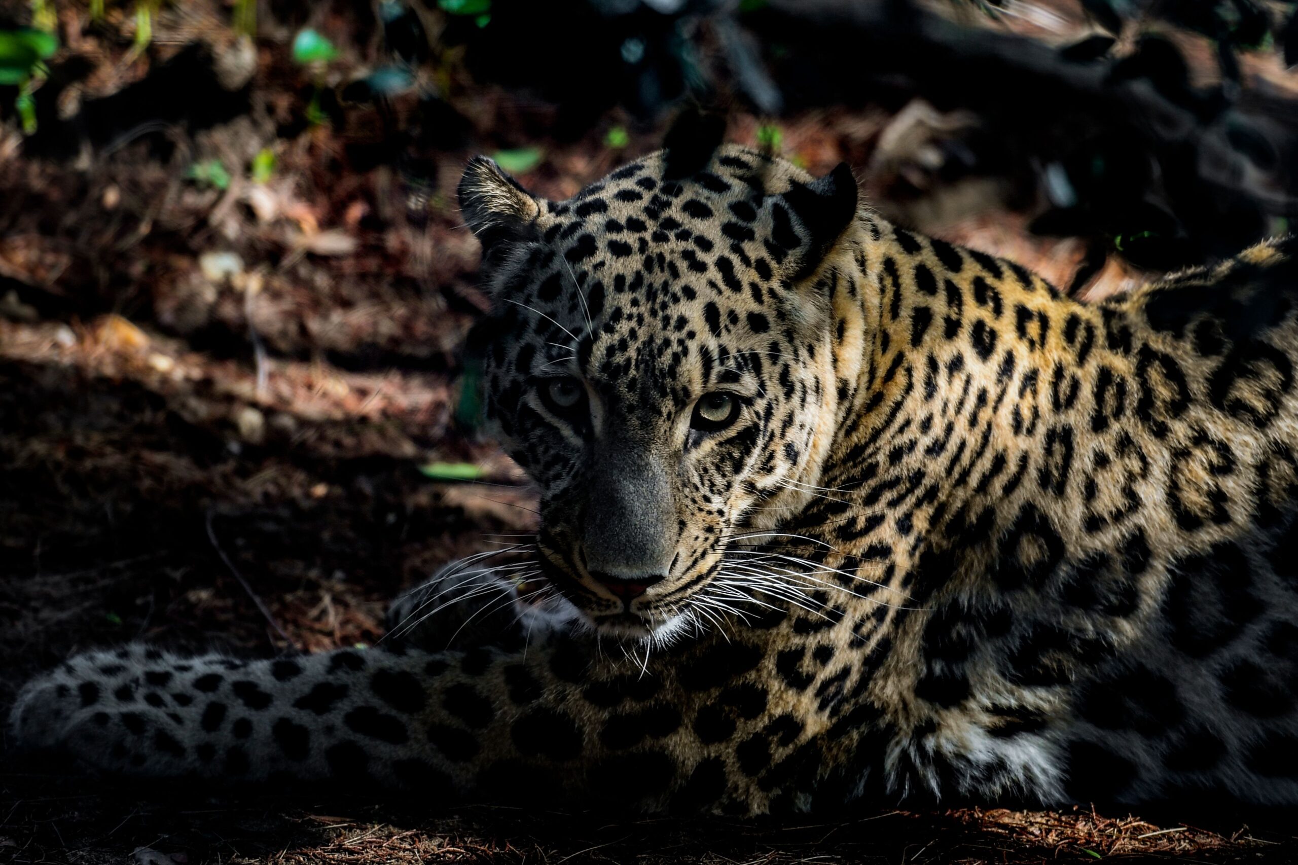 An adult male Persian leopard is pictured at Lisbon Zoo on 15 November 2019 [PATRICIA DE MELO MOREIRA/AFP/Getty Images]