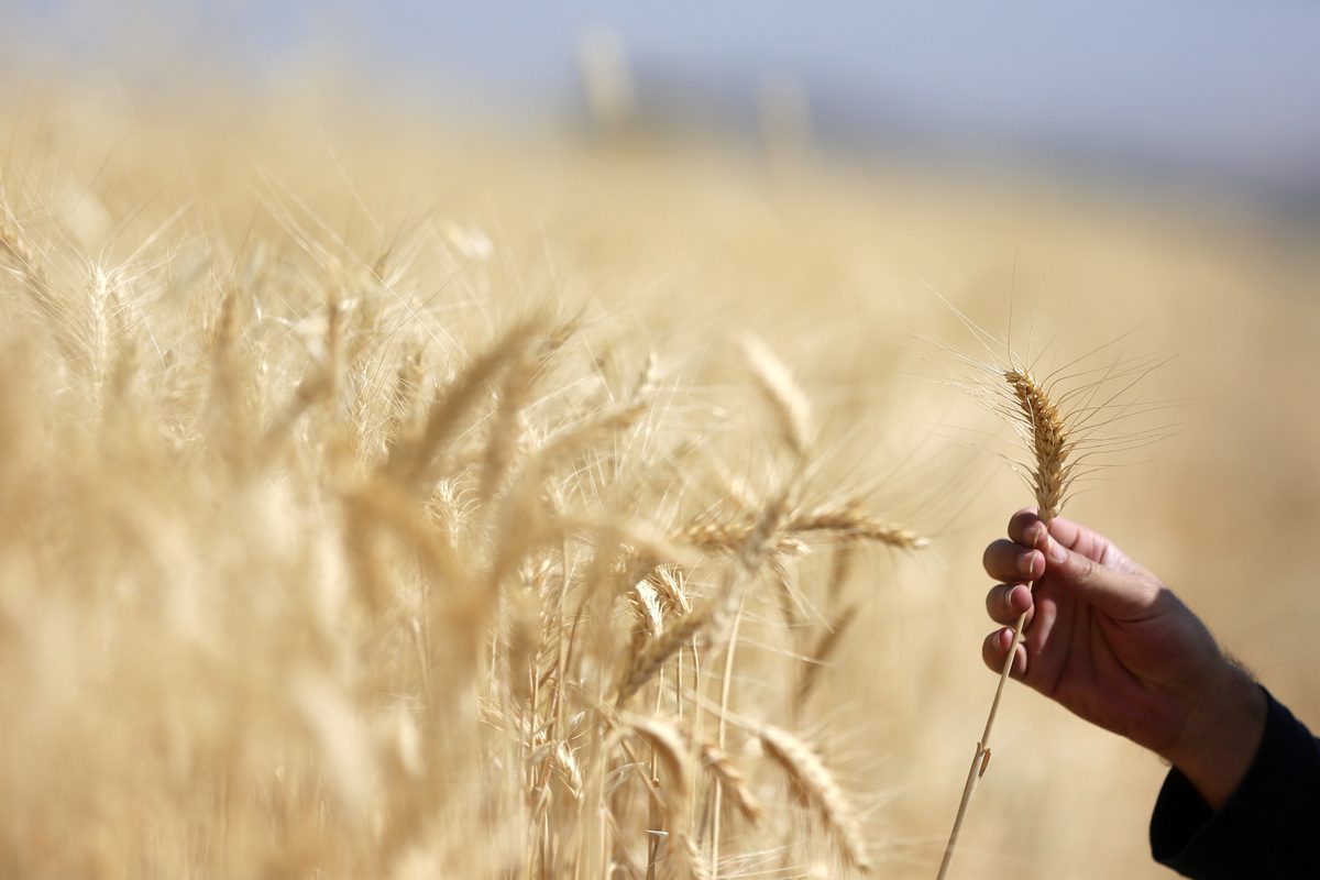 A farmer harvests wheat on June 21, 2022 [Fatemeh Bahrami/Anadolu Agency]