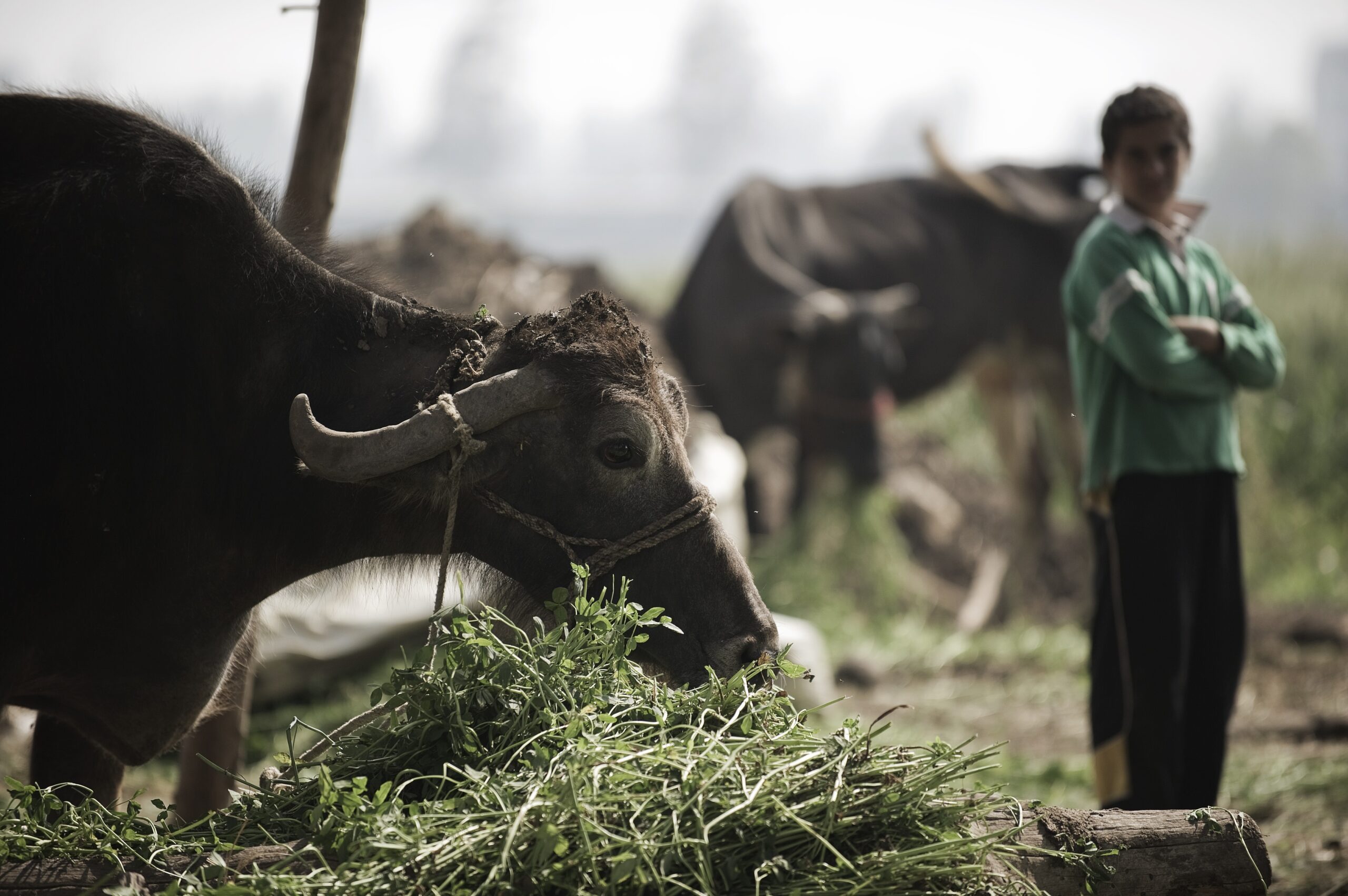 An Egyptian boy stands next to a cattle at a farm in Egypt on 23 March 2021 [GIANLUIGI GUERCIA/AFP via Getty Images]