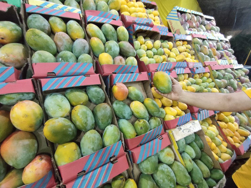 Egypt hosts Mango Festival Middle East Monitor