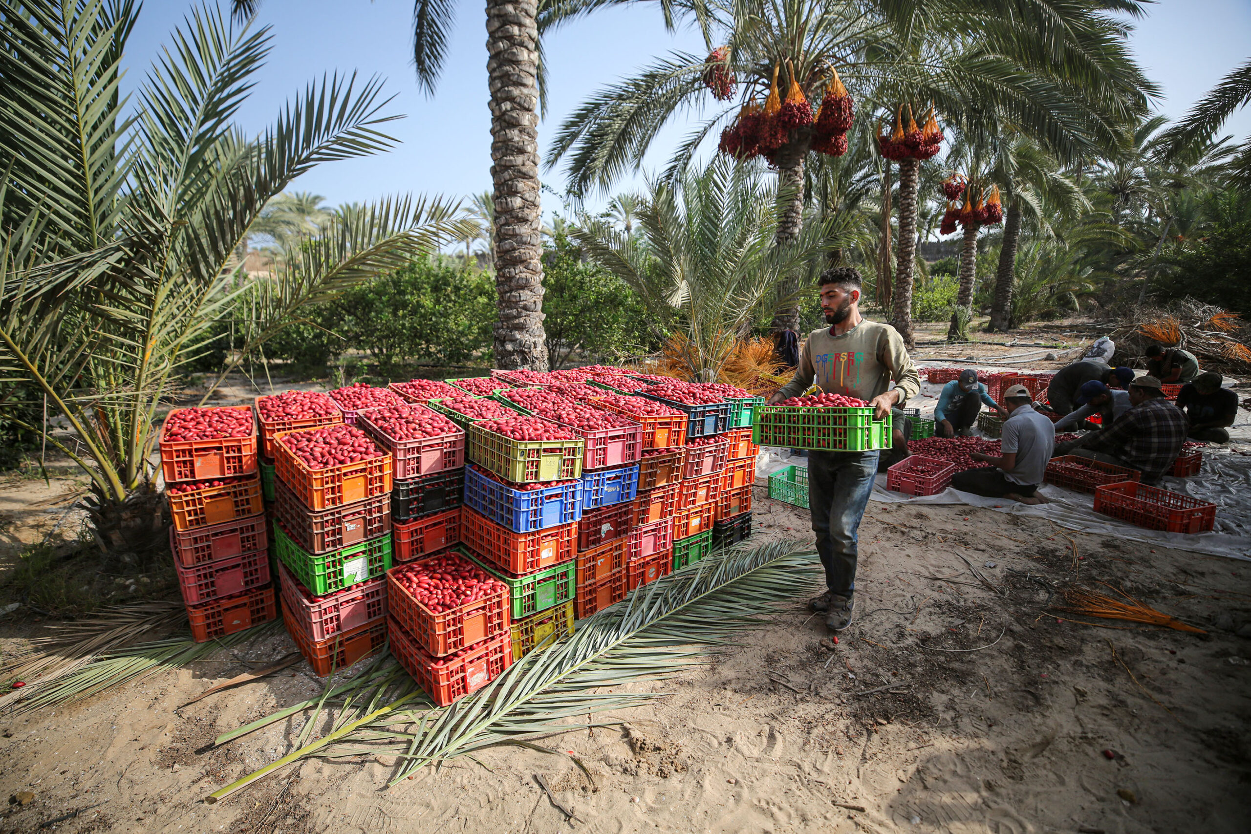 Palestinian farmers place the dates they collect in crates during harvest season in Deir al-Balah, Gaza on October 04, 2022 [Mustafa Hassona/Anadolu Agency]