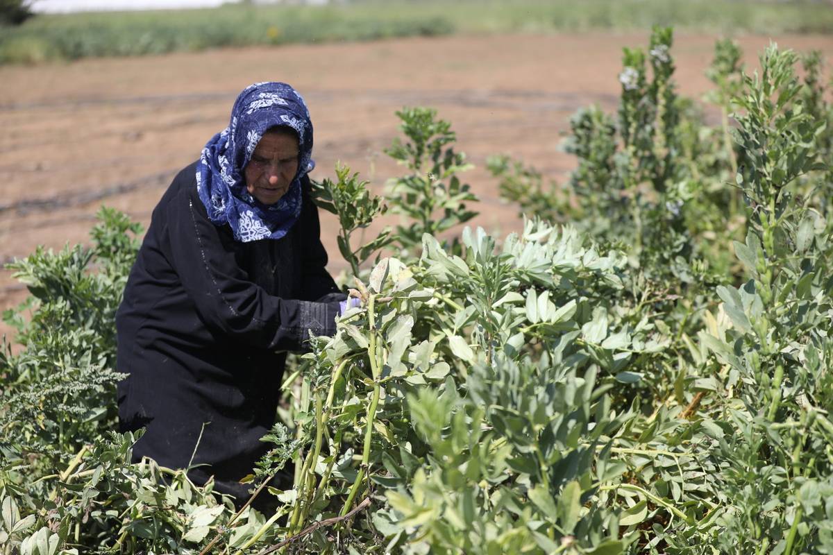 Palestinian Trees Palestinians plant trees ahead of Land Day – Middle East Monitor