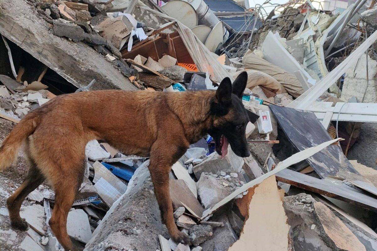Search and rescue dog by rubble on Trabzon Street in Dulkadiroglu district of Turkiye's Kahramanmaras province in the earthquakes, on March 02, 2023 [Ankara Metropolitan Municipality/Anadolu Agency]