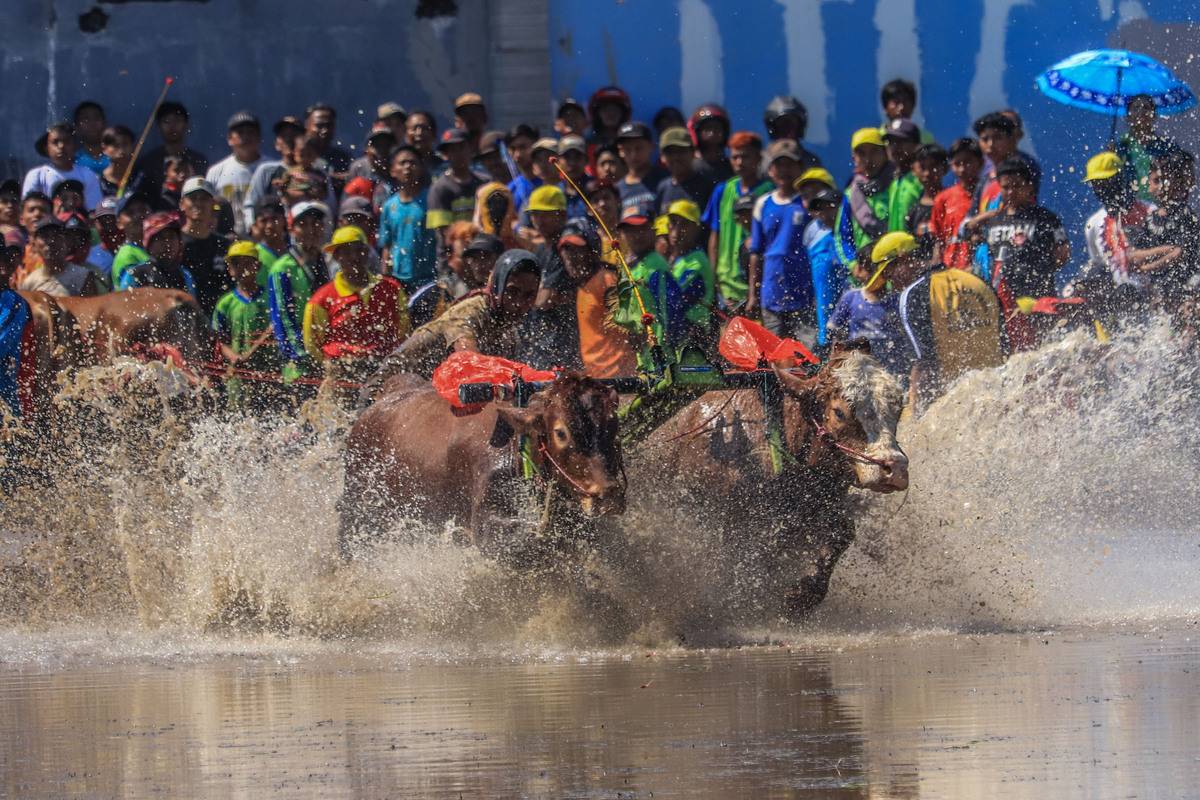 “Karapan Sapi Brujul” traditional cattle race in Indonesia – Middle ...
