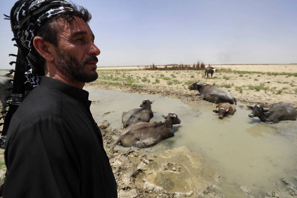 A man stands near water buffaloes sitting in a stream during a drought at the Hawiza marsh near the city of al-Amarah in southern Iraq [AHMAD AL-RUBAYE/AFP via Getty Images]